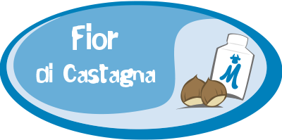 Fior di castagna